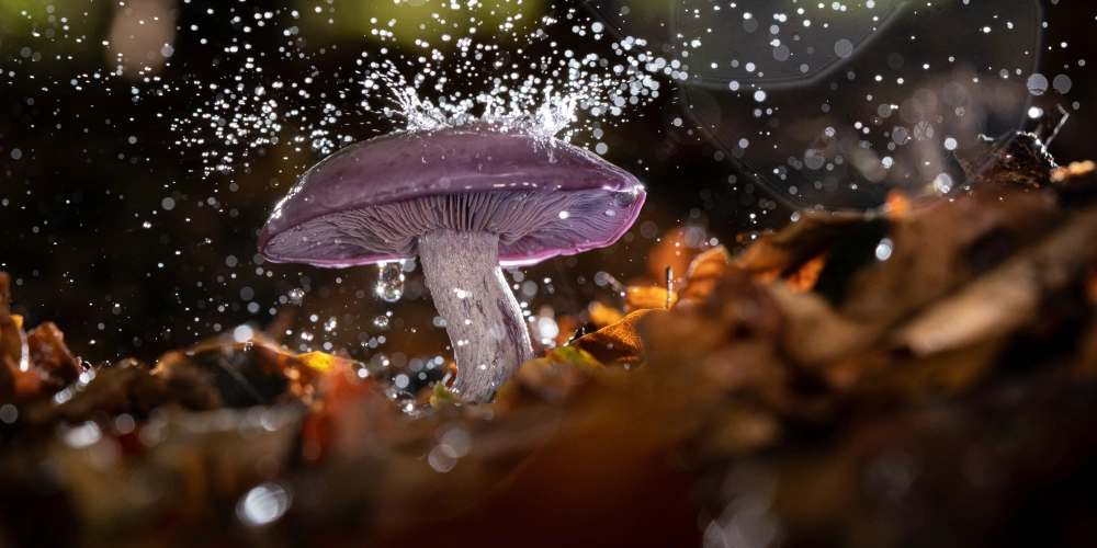 paddodruppels paddo met water