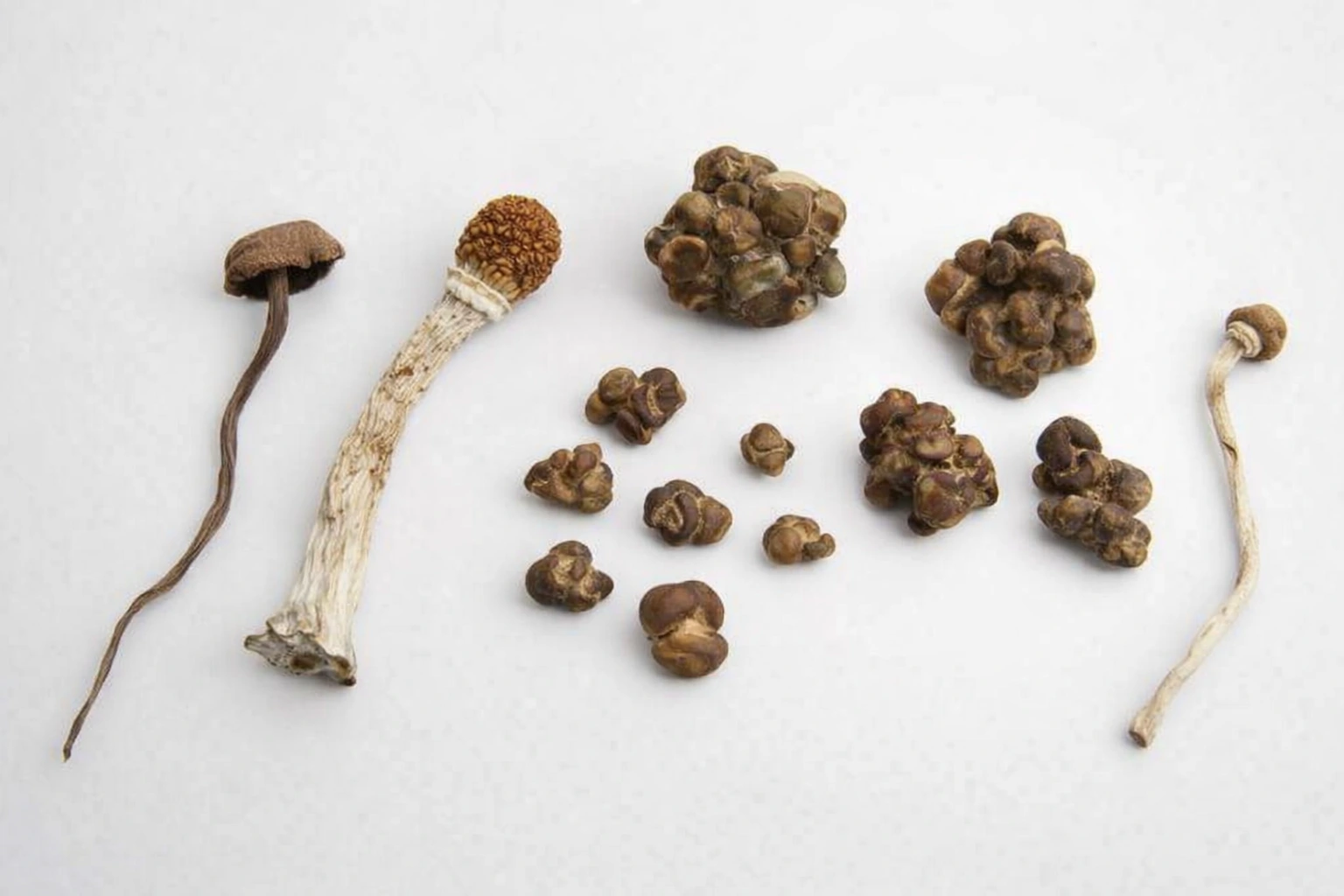 paddo's voor paddodruppels